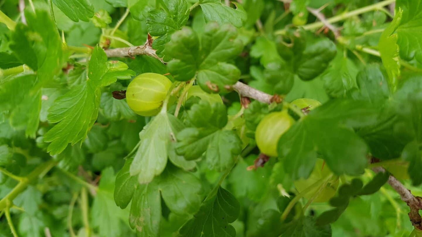 Gardening in June – June’s garden blog Gardening-in-June-gooseberries