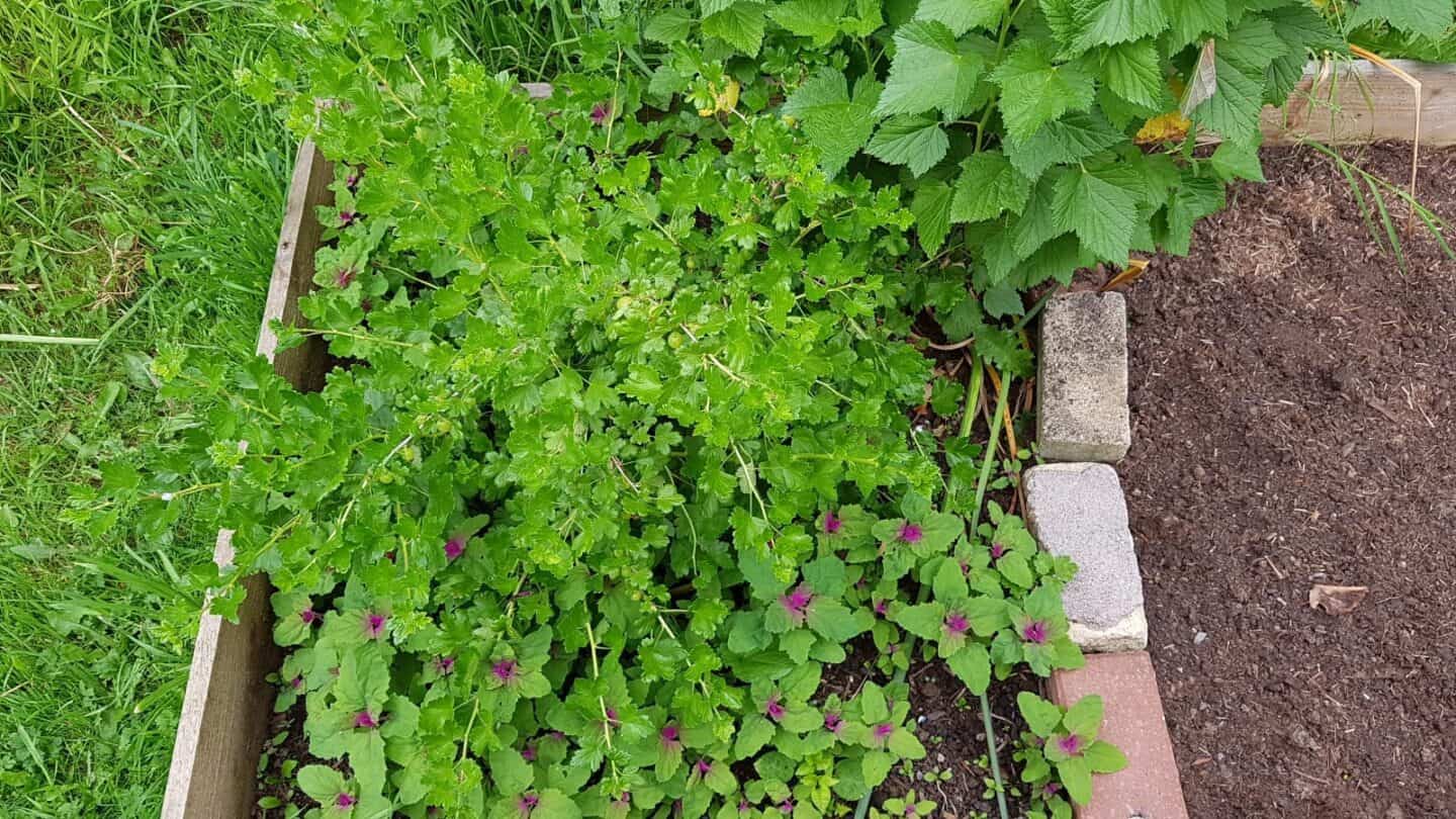 Gardening in June – June’s garden blog Gardening-in-June-gooseberry-blackcurrant-tree-spinach