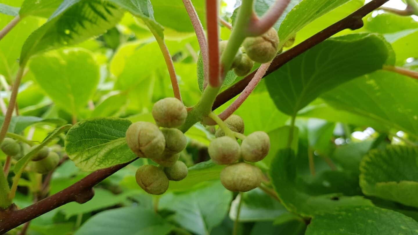 Gardening in June – June’s garden blog Gardening-in-June-kiwis