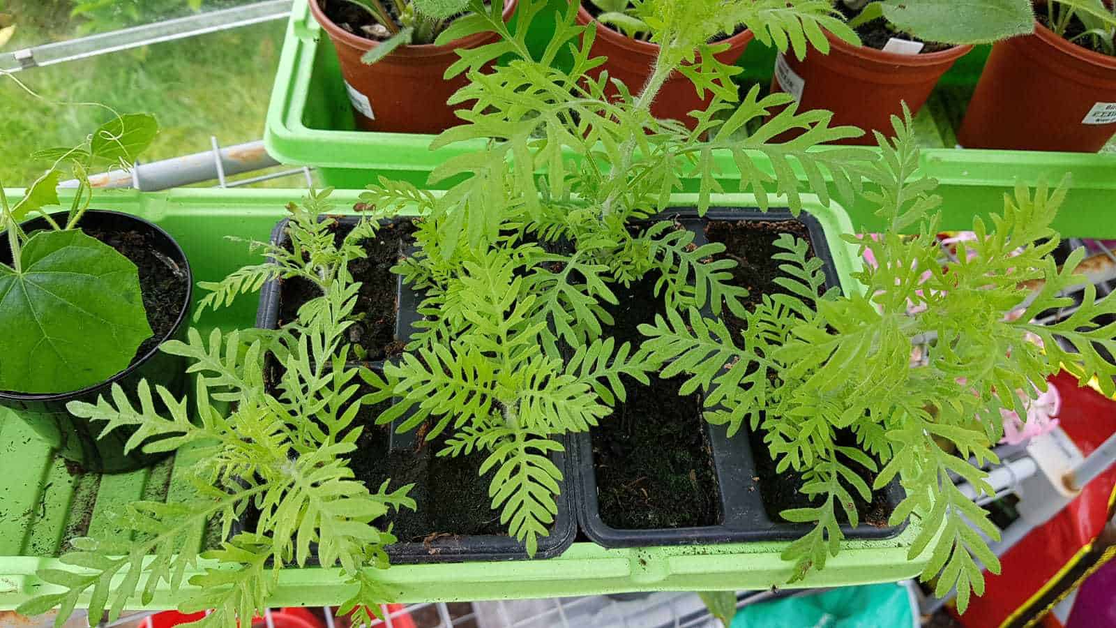 Gardening in June – June’s garden blog Gardening-in-June-lavender-seedlings
