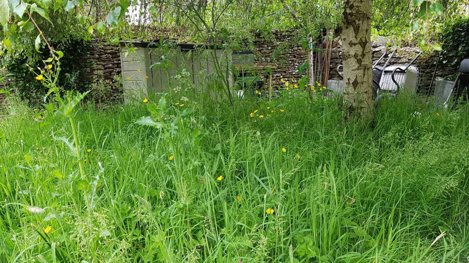 Gardening in June – June’s garden blog Gardening-in-June-long-grass-wildflowers2