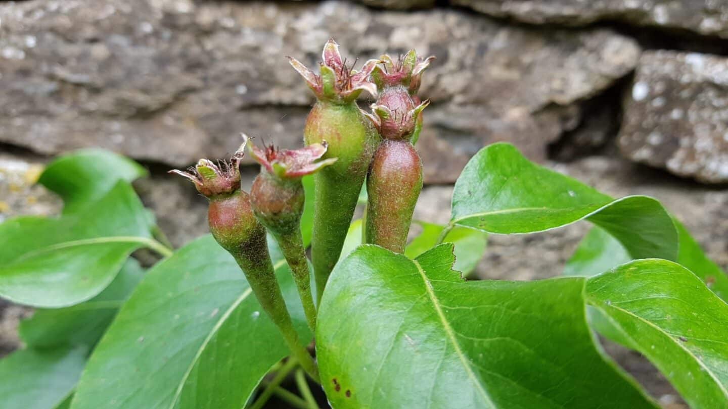 Gardening in June – June’s garden blog Gardening-in-June-pears