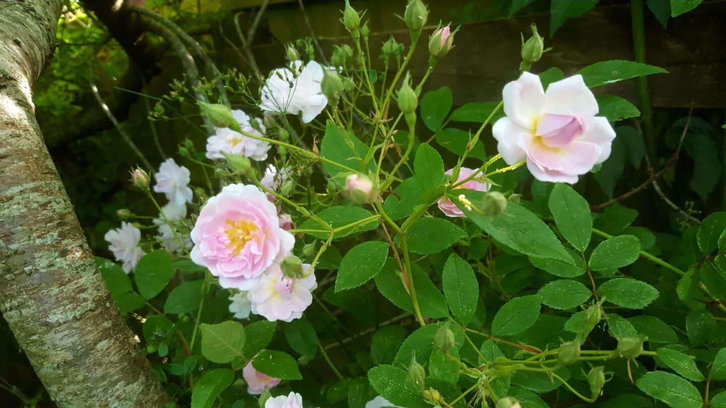 Gardening in June – June’s garden blog Gardening-in-June-pink-Pauls-Himalayan-Musk-rambling-rose
