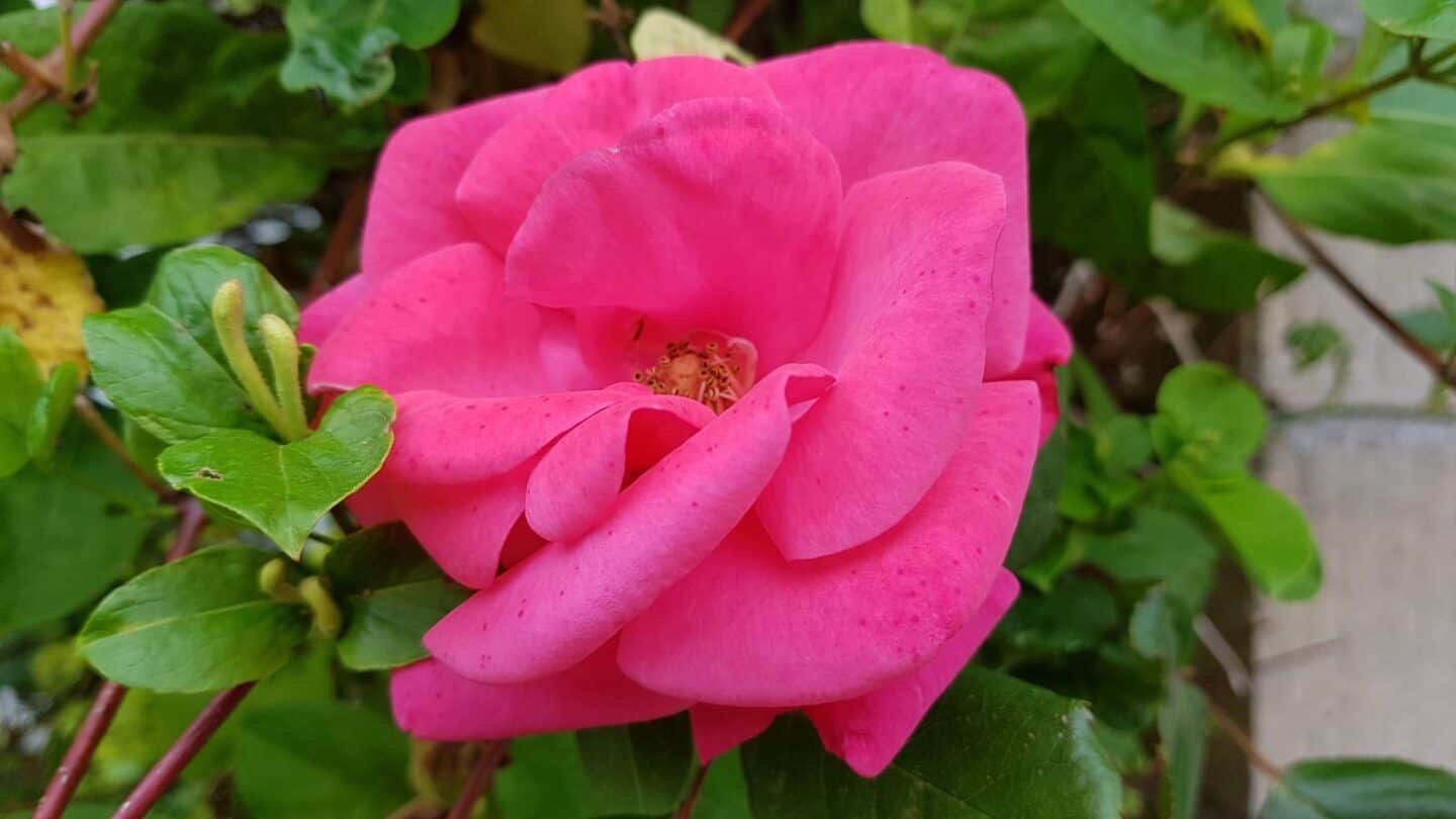 Gardening in June – June’s garden blog Gardening-in-June-pink-climbing-rose