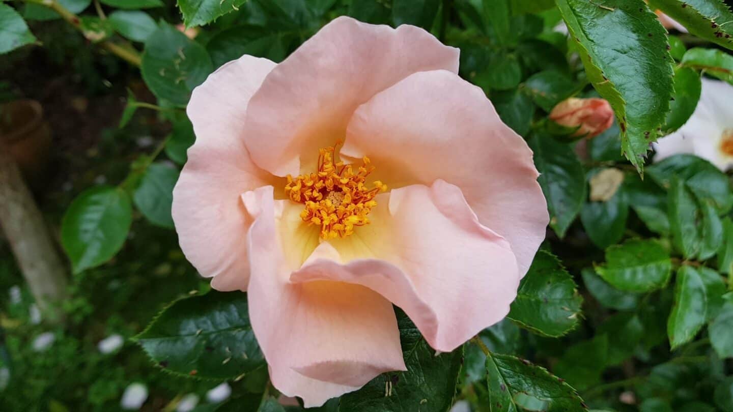 Gardening in June – June’s garden blog Gardening-in-June-pink-climbing-rose2