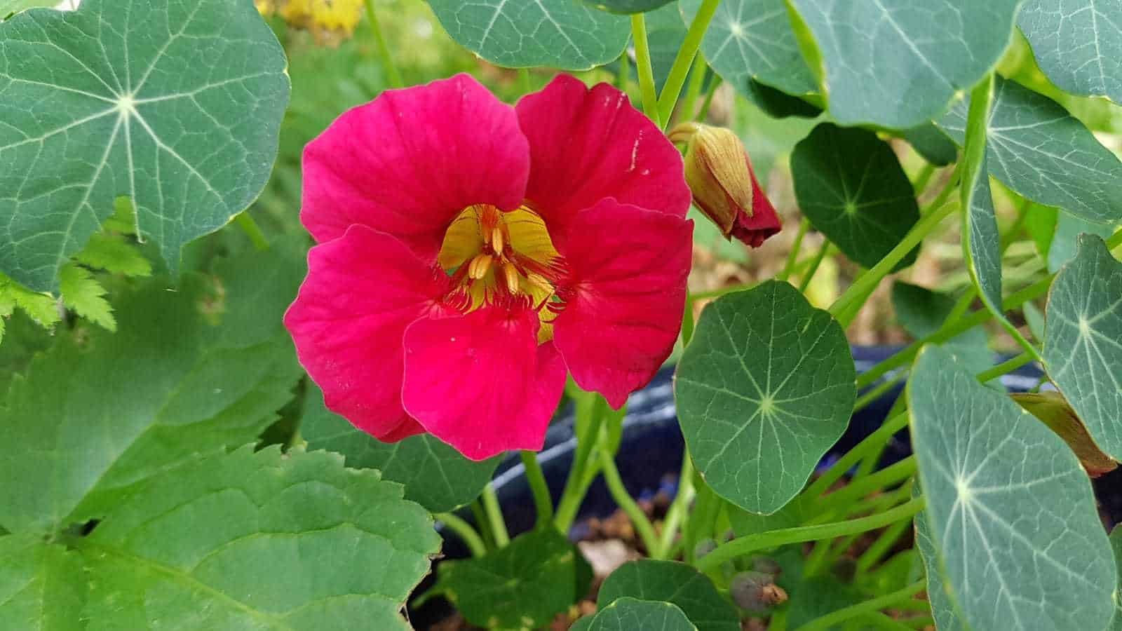 Gardening in June – June’s garden blog Gardening-in-June-pink-nasturtium