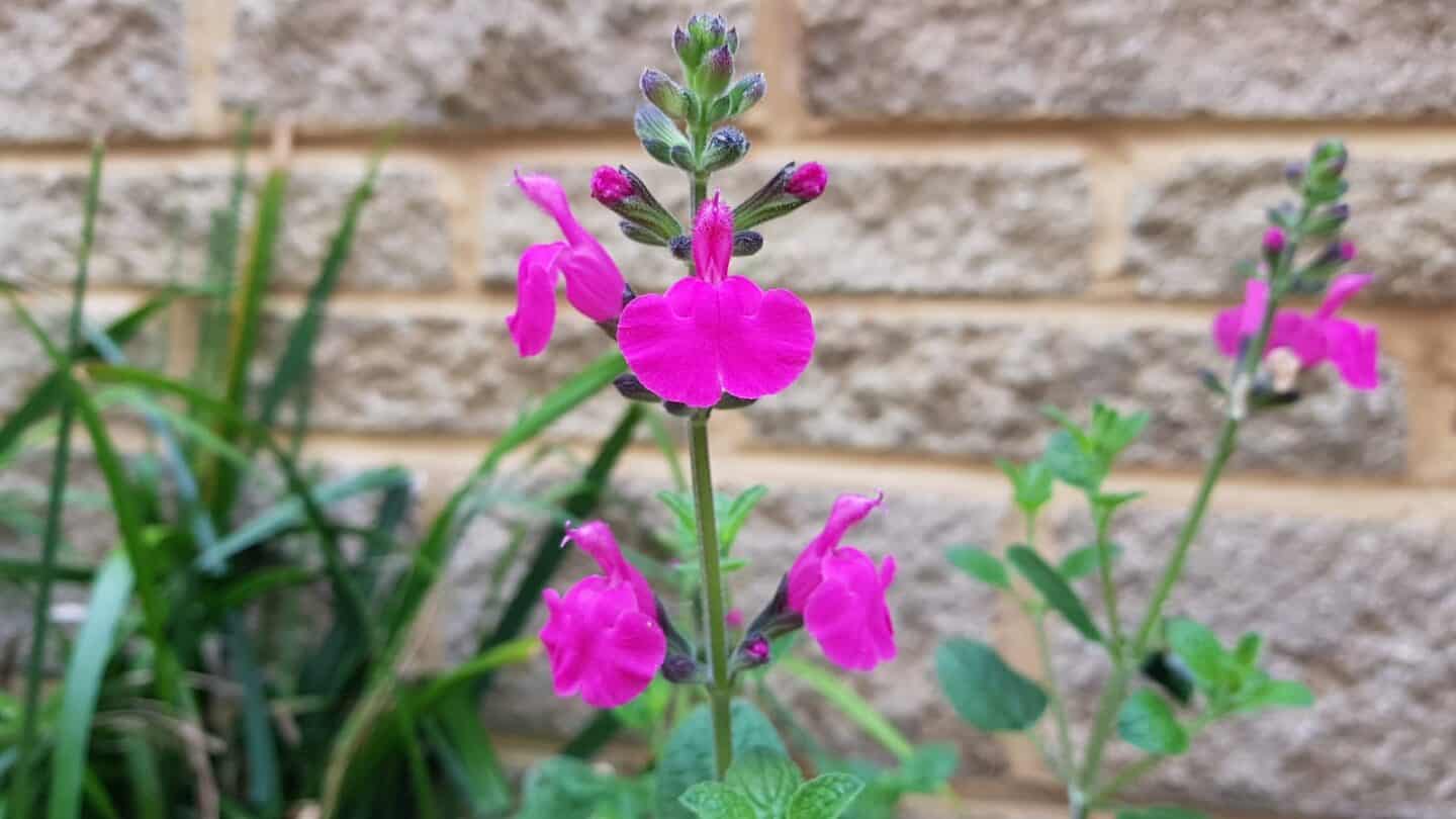Gardening in June – June’s garden blog Gardening-in-June-pink-salvia