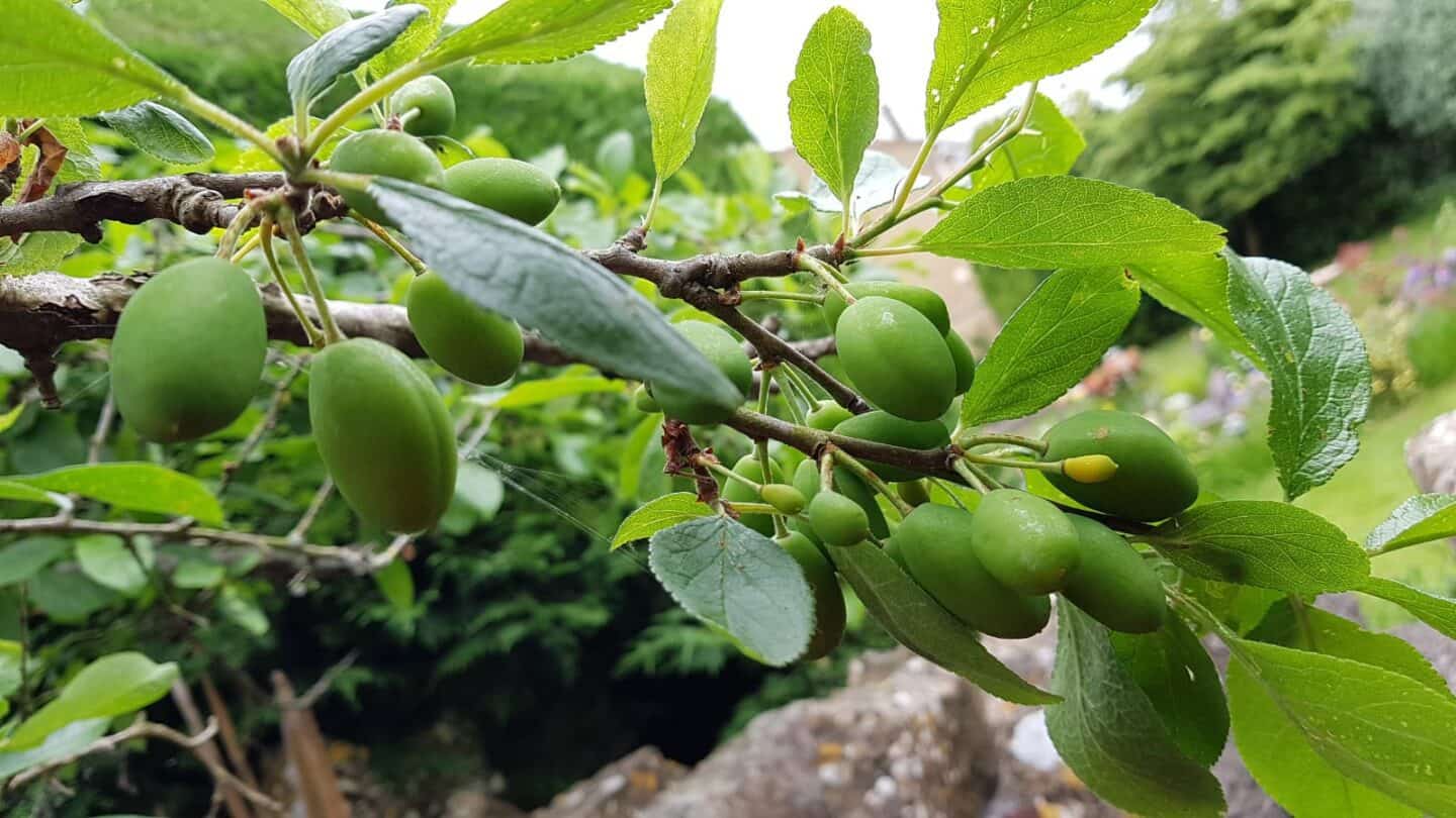 Gardening in June – June’s garden blog Gardening-in-June-plums