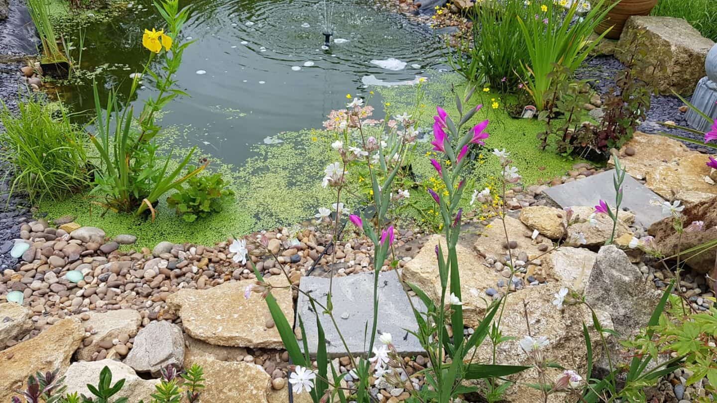 Gardening in June – June’s garden blog Gardening-in-June-pond-marginal-plants