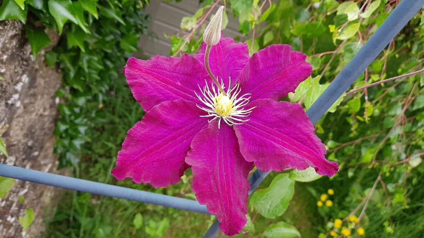 Gardening in June – June’s garden blog Gardening-in-June-purple-clematis