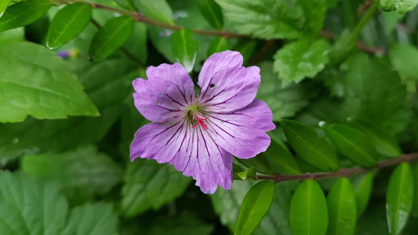 Gardening in June – June’s garden blog Gardening-in-June-purple-geranium-nodosum