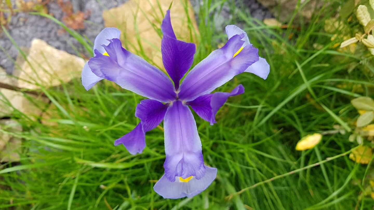Gardening in June – June’s garden blog Gardening-in-June-purple-iris