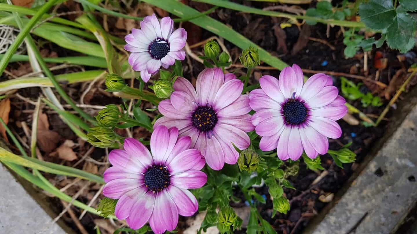 Gardening in June – June’s garden blog Gardening-in-June-purple-osteospermum