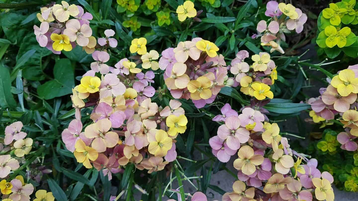 Gardening in June – June’s garden blog Gardening-in-June-purple-yellow-wallflowers
