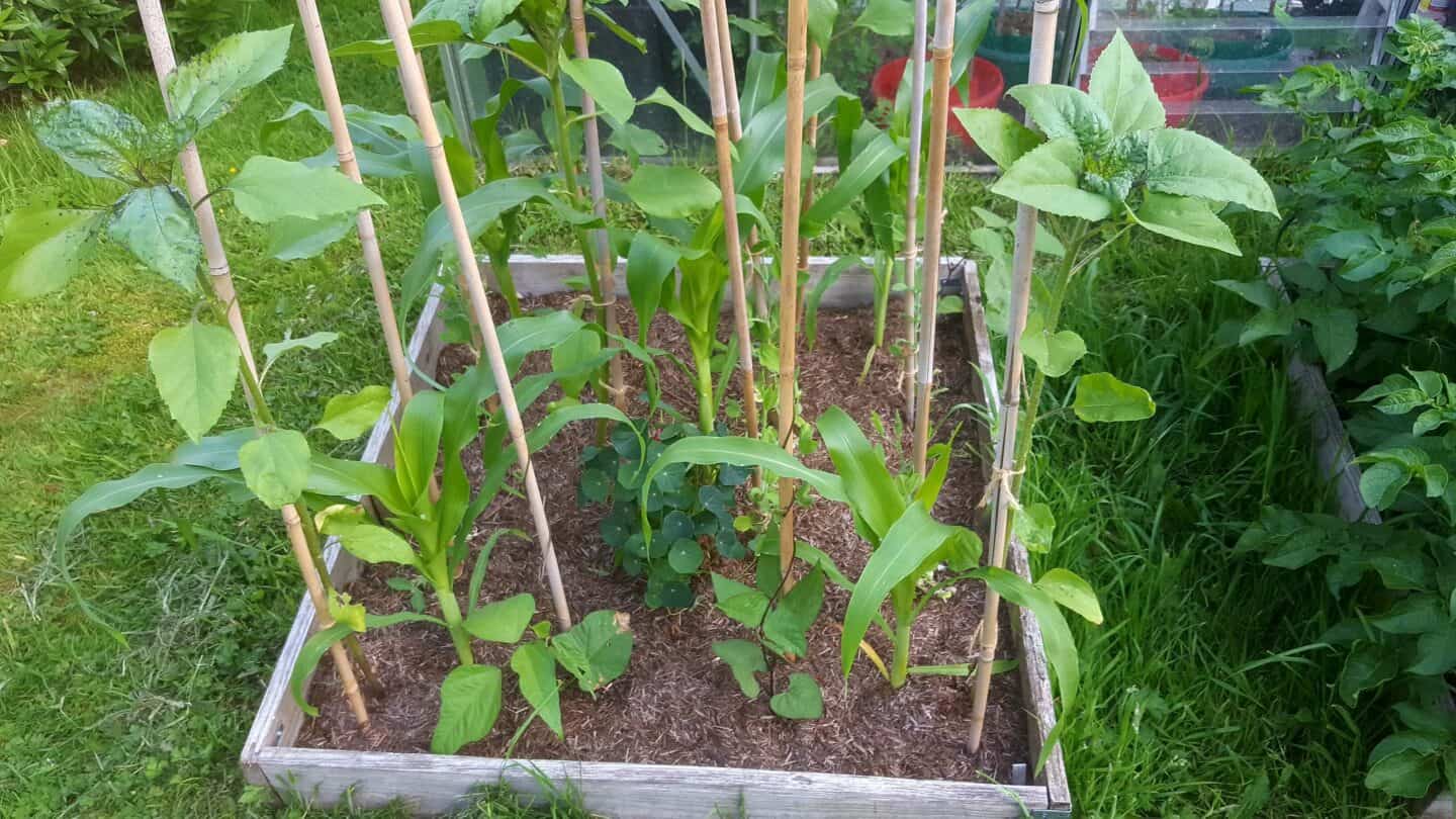 Gardening in June – June’s garden blog Gardening-in-June-sweetcorn-sunflowers-sweetpeas-beans