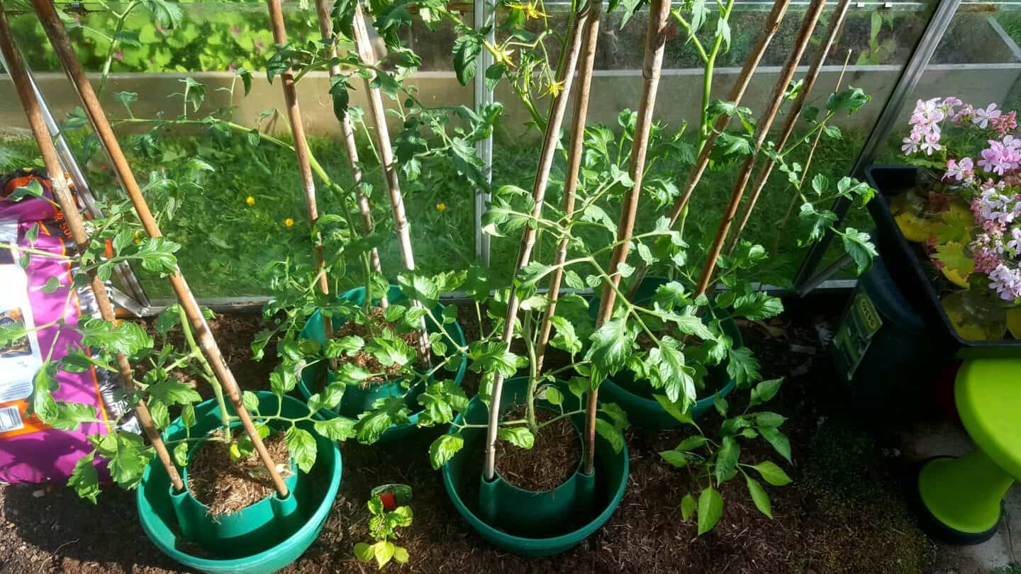 Gardening in June – June’s garden blog Gardening-in-June-tomatoes-greenhouse1