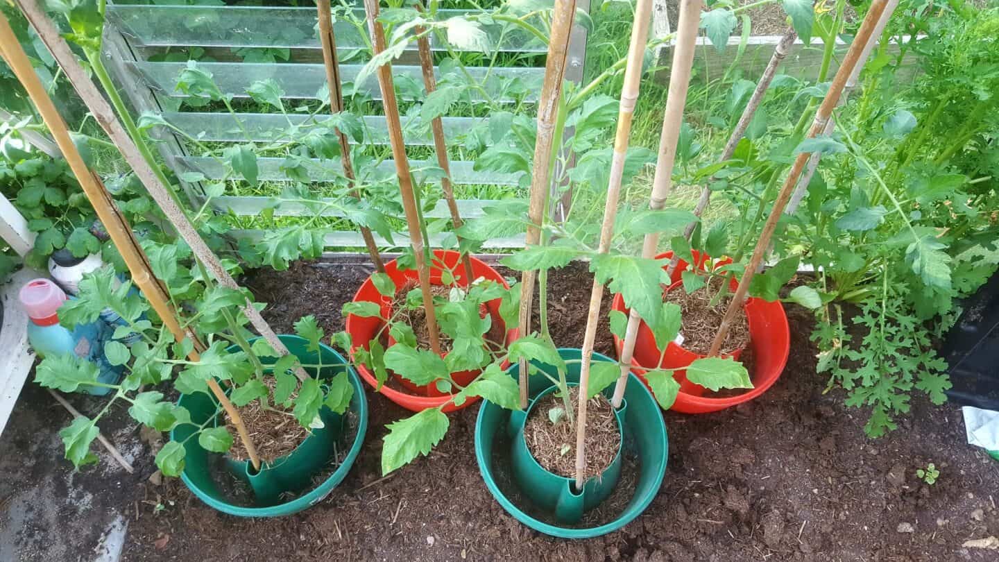 Gardening in June – June’s garden blog Gardening-in-June-tomatoes-greenhouse2