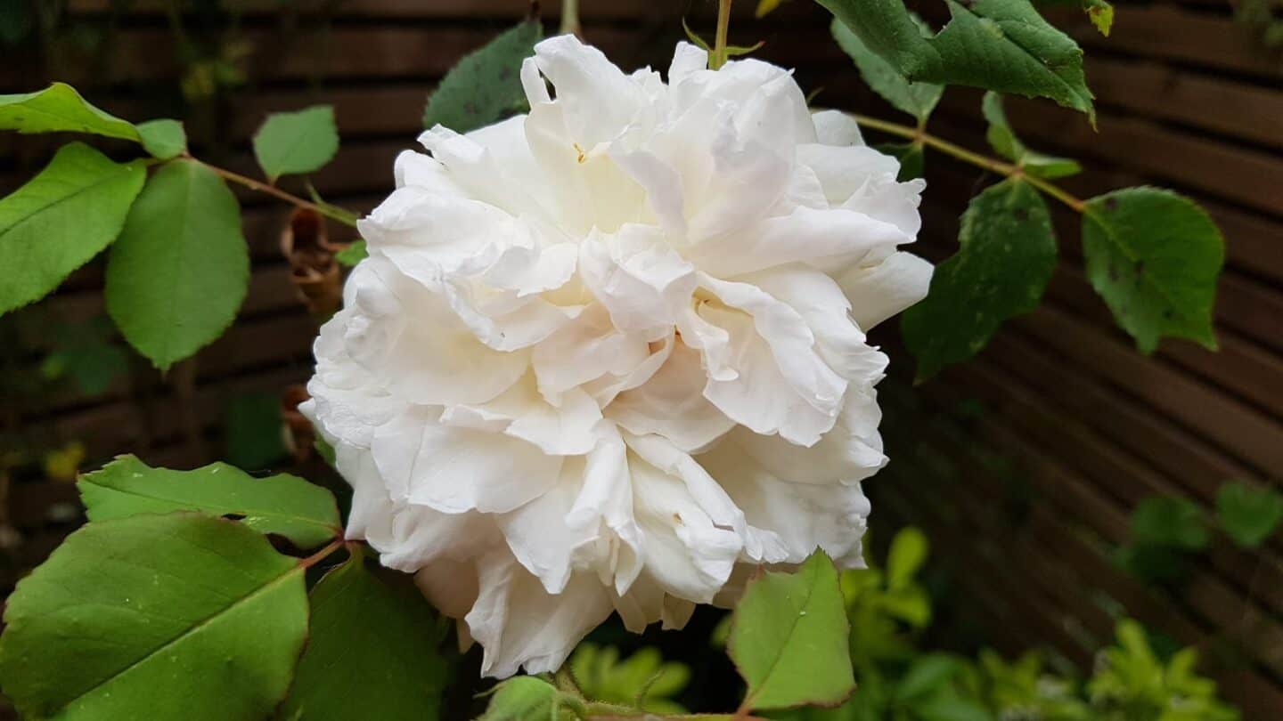 Gardening in June – June’s garden blog Gardening-in-June-white-rose-Madame-Alfred-Carriere