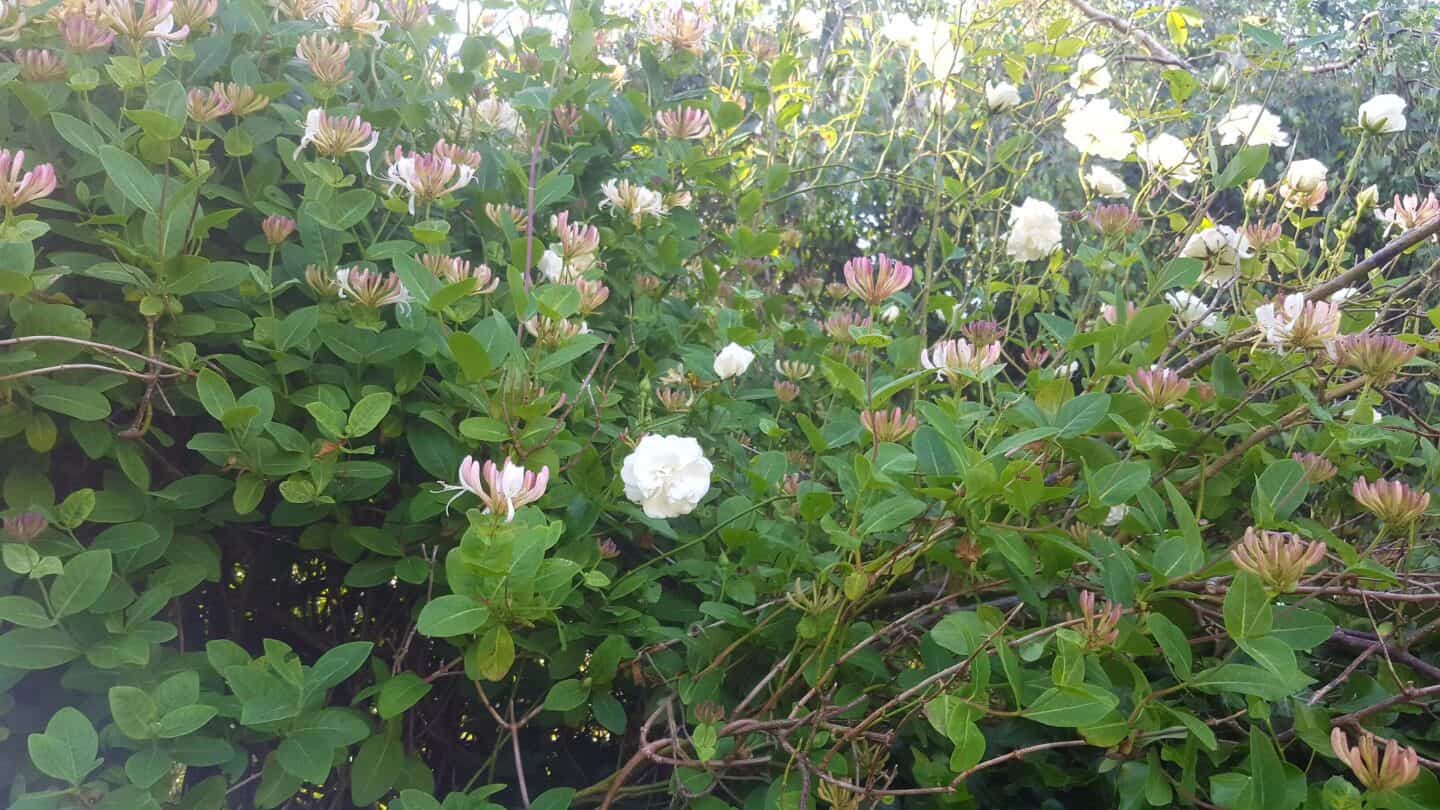 Gardening in June – June’s garden blog Gardening-in-June-white-rose-and-honeysuckle