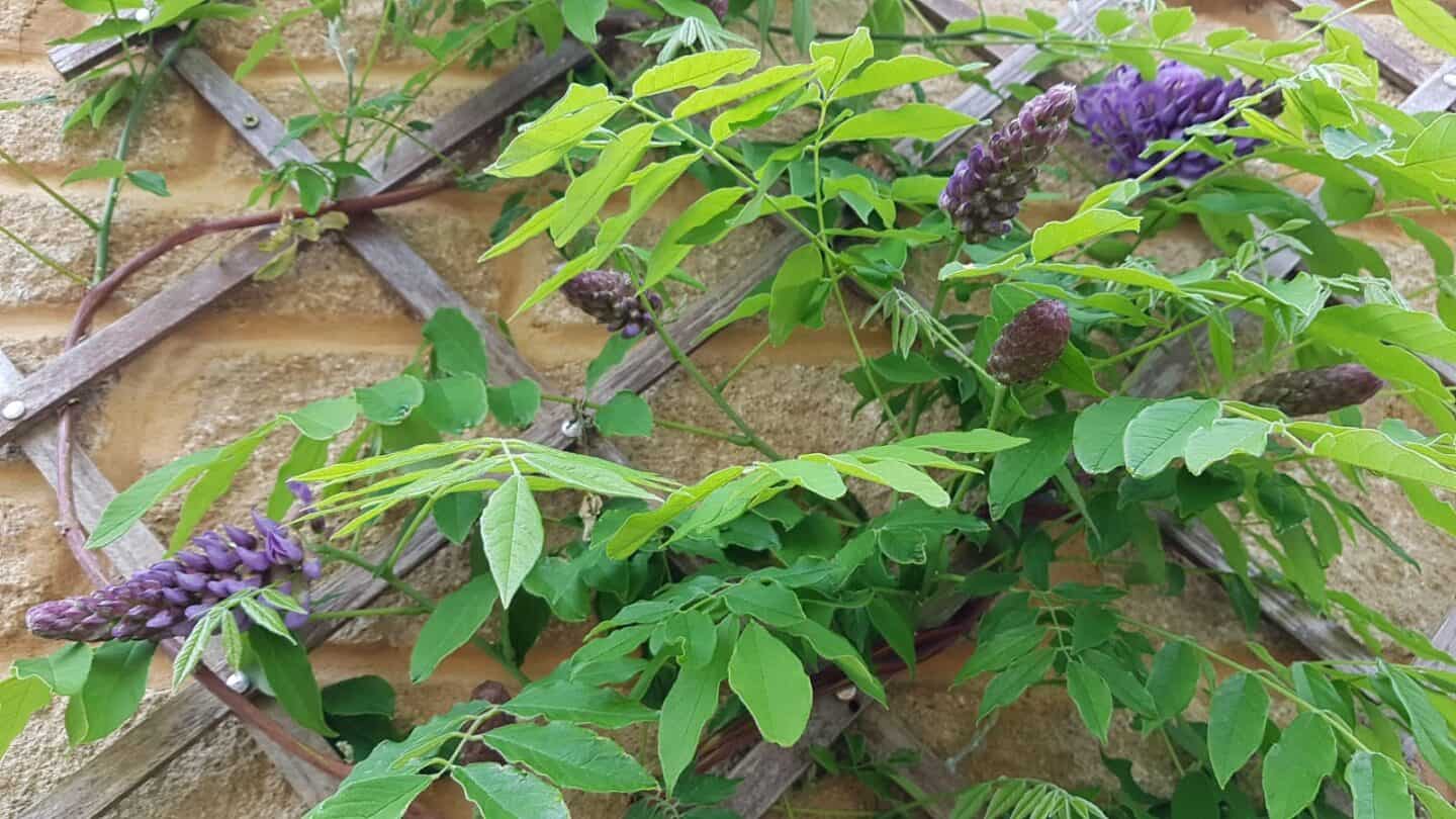 Gardening in June – June’s garden blog Gardening-in-June-wisteria