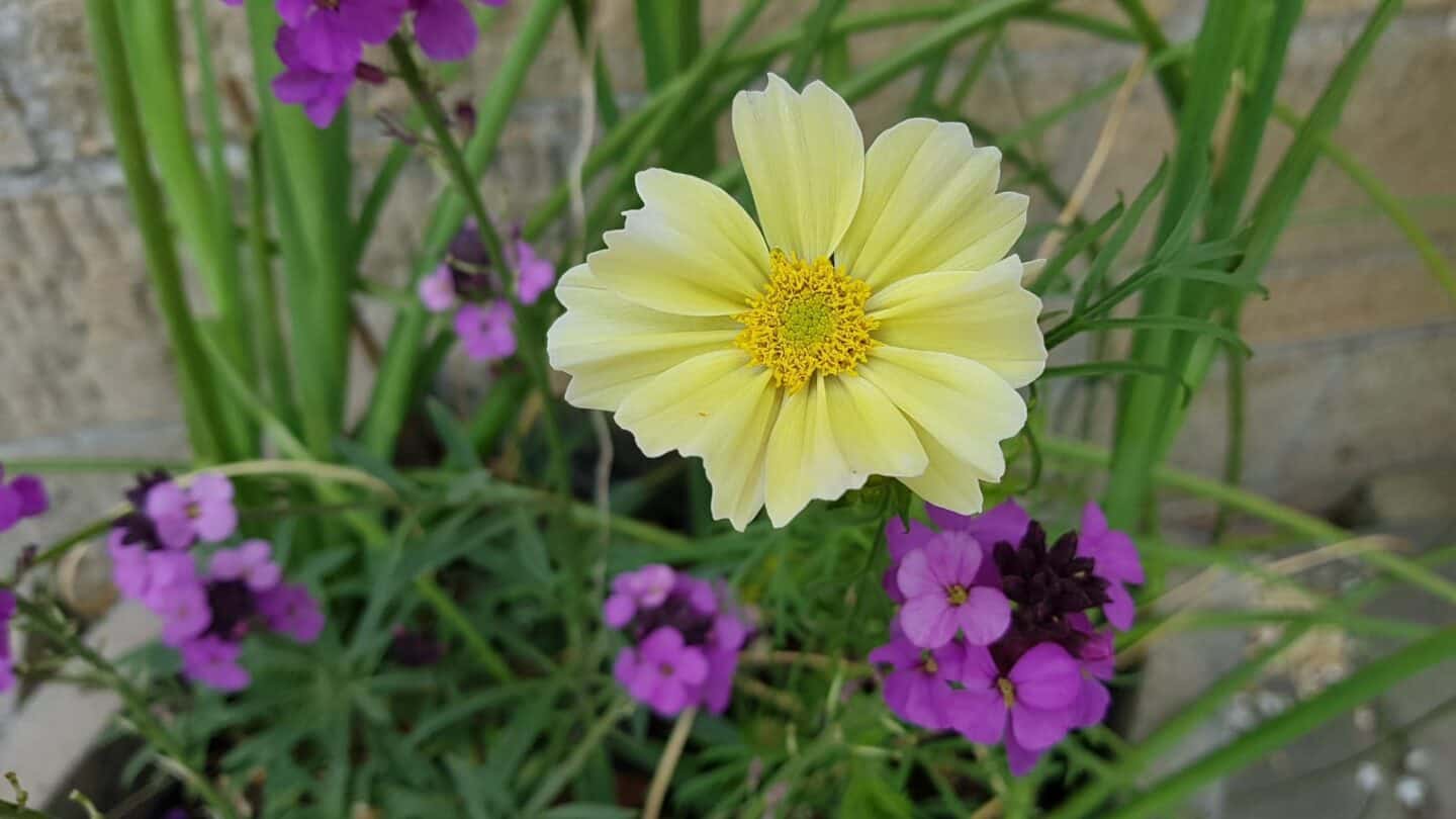 Gardening in June – June’s garden blog Gardening-in-June-yellow-cosmos-purple-wallflowers
