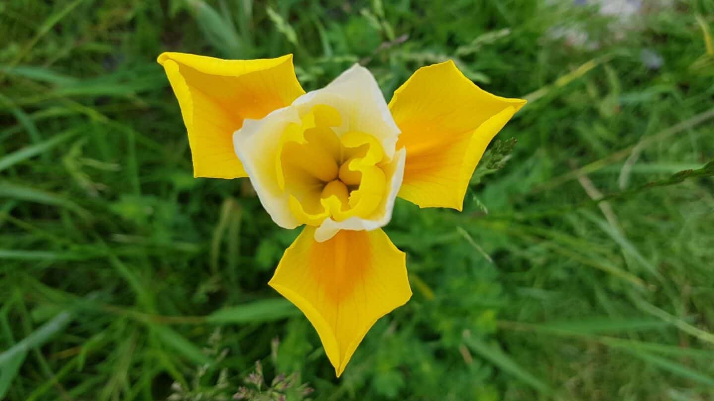 Gardening in June – June’s garden blog Gardening-in-June-yellow-iris