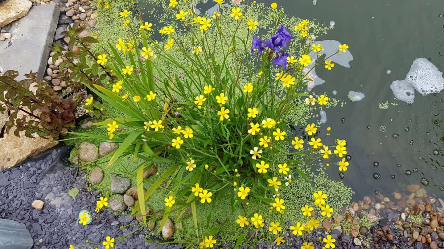 Gardening in June – June’s garden blog Gardening-in-June-yellow-pond-flowers