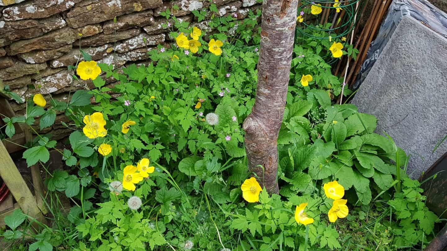 Gardening in June – June’s garden blog Gardening-in-June-yellow-poppies