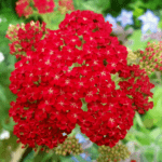 Gardening in June - red achillea or yarrow