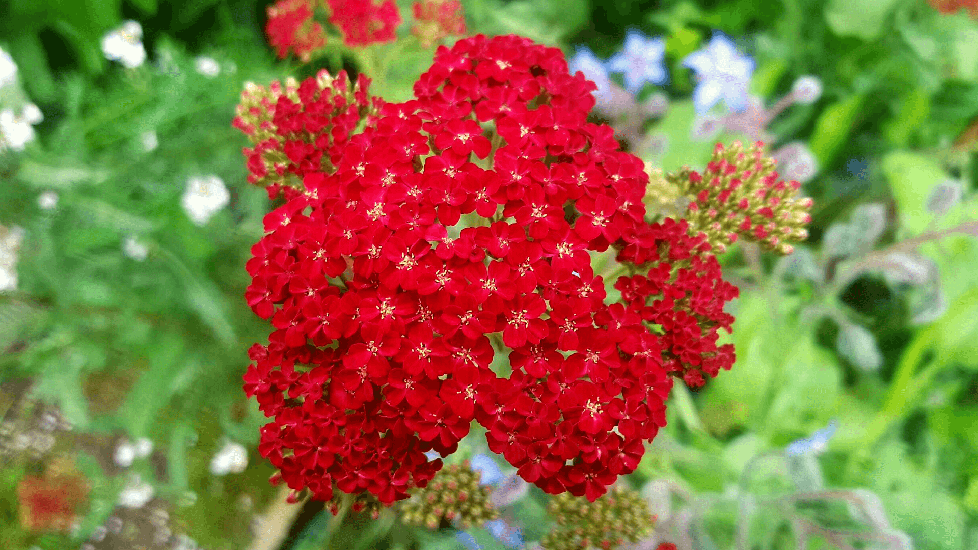 Gardening in July – July’s garden blog Gardening in June - red achillea or yarrow