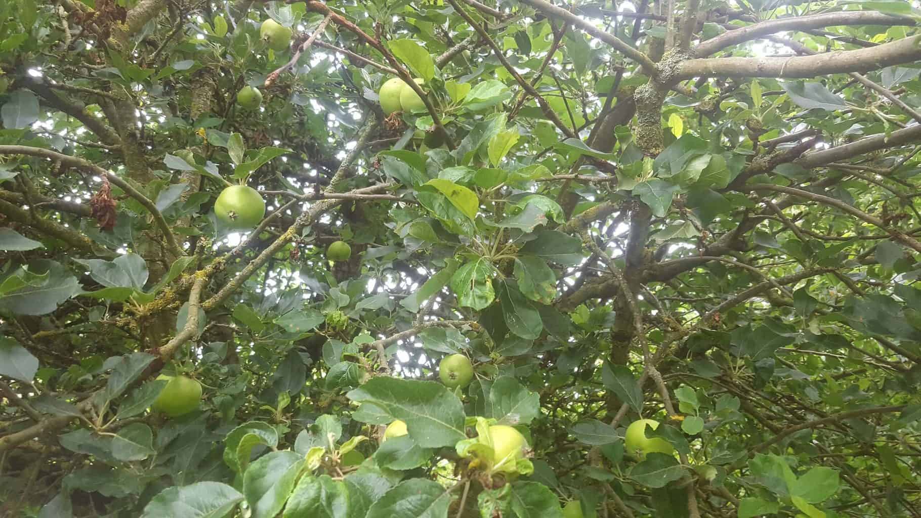 Gardening in July – July’s garden blog Gardening-in-July-apples