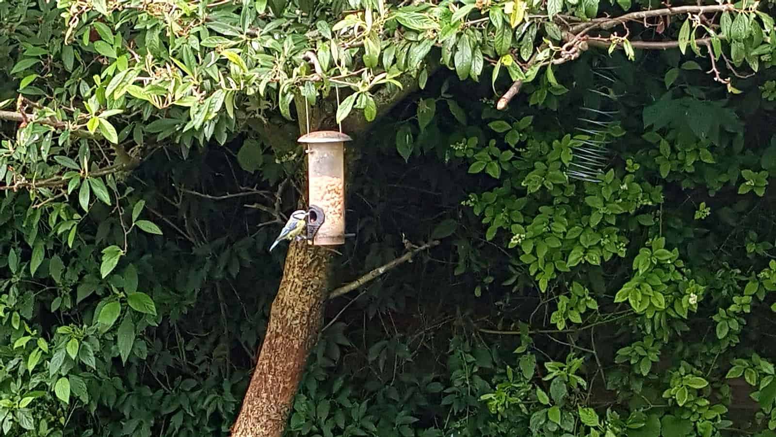 Gardening in July – July’s garden blog Gardening-in-July-bird-feeder