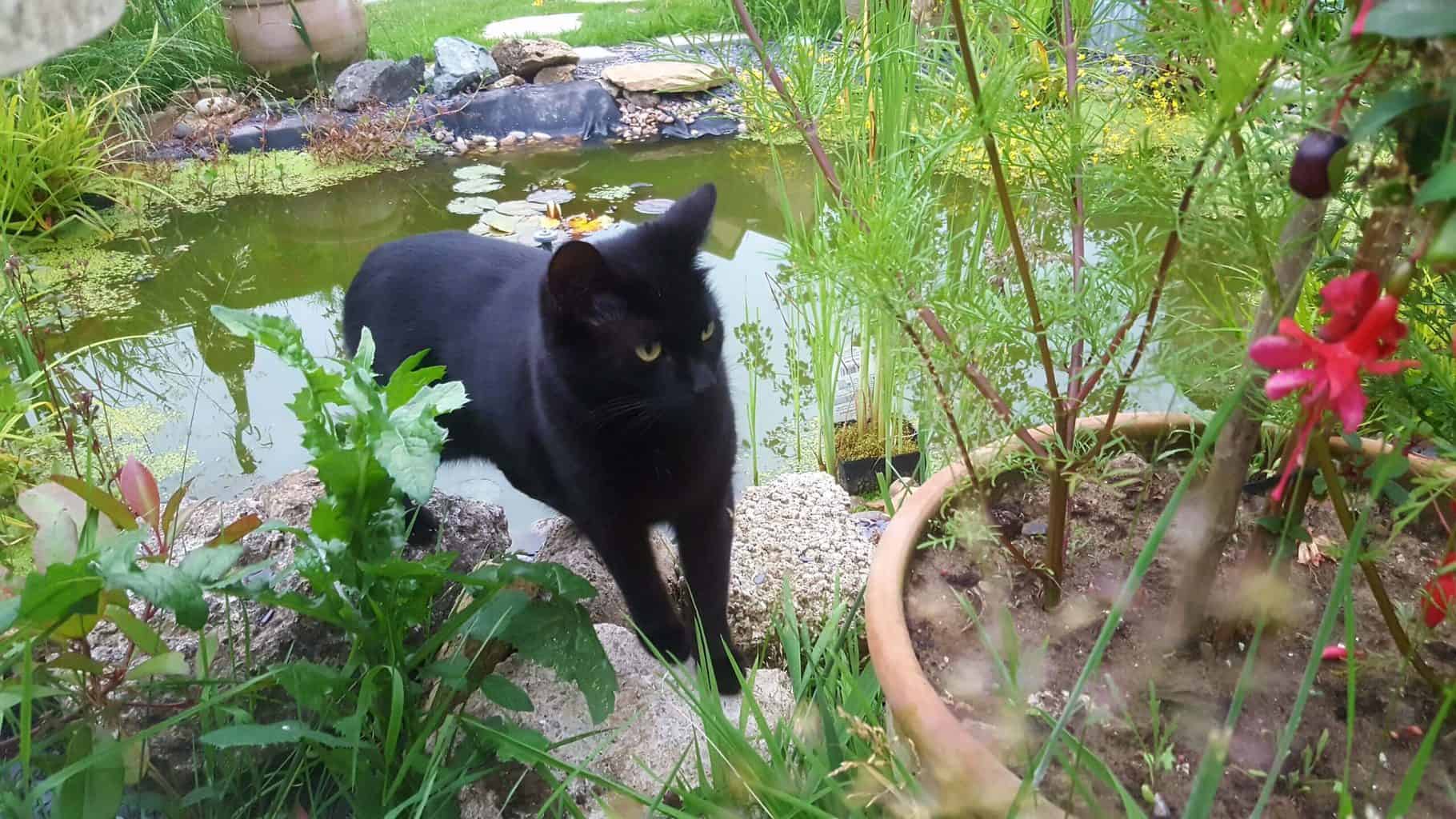 Gardening in July – July’s garden blog Gardening-in-July-black-cat