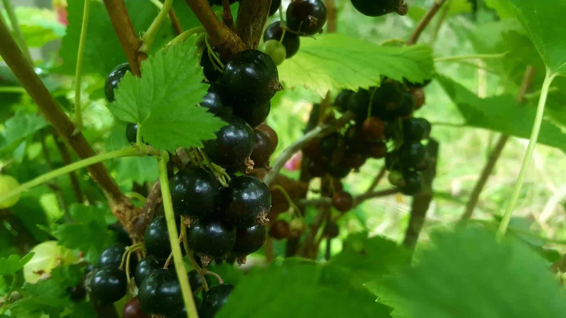 Gardening in July – July’s garden blog Gardening-in-July-damson