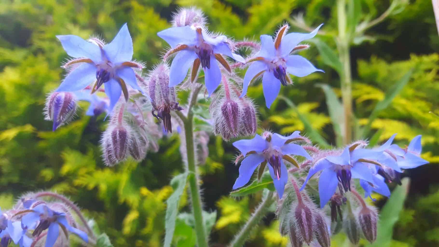 Gardening in July – July’s garden blog Gardening-in-July-borage