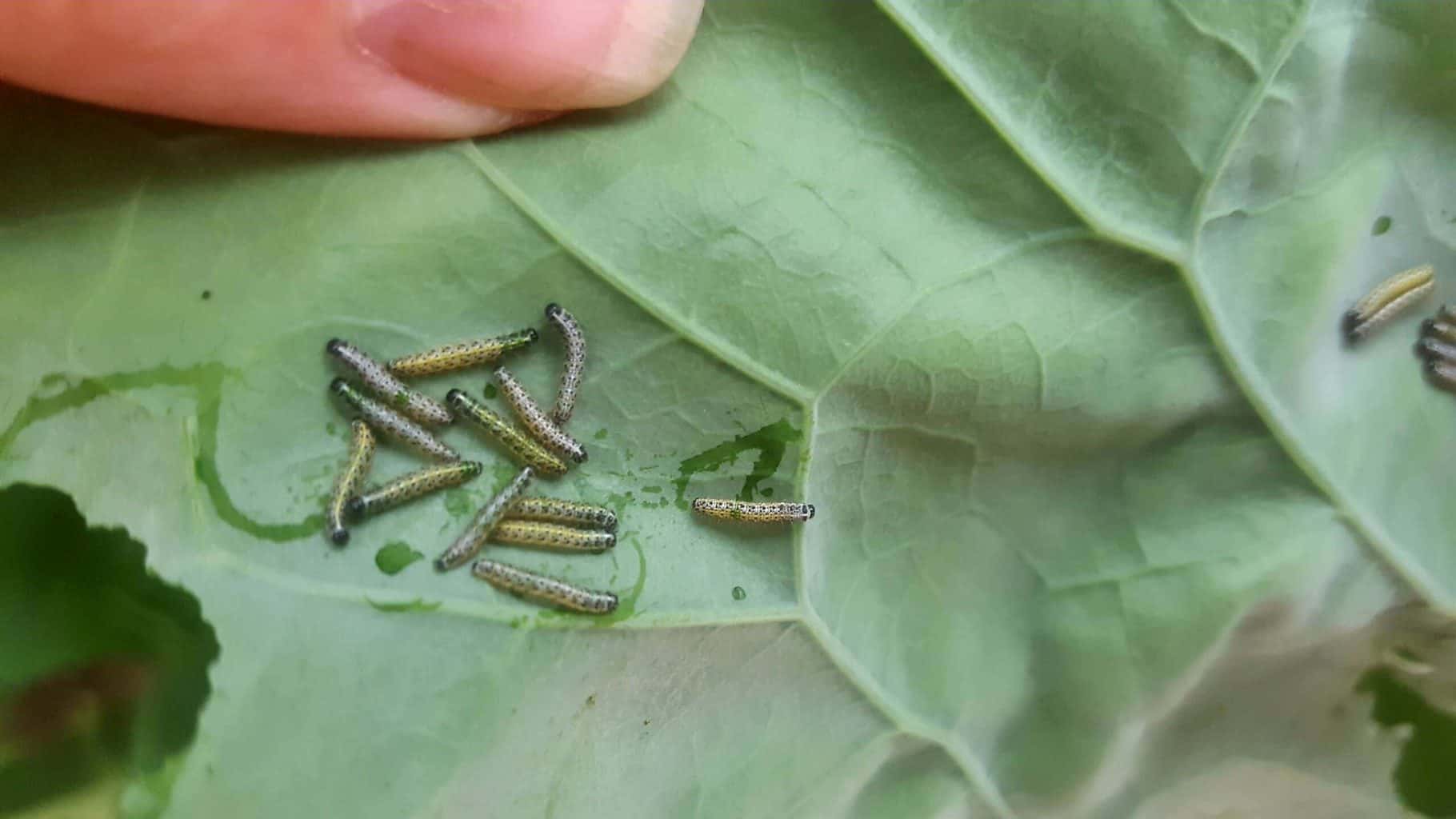 Gardening in July – July’s garden blog Gardening-in-July-caterpillars-04