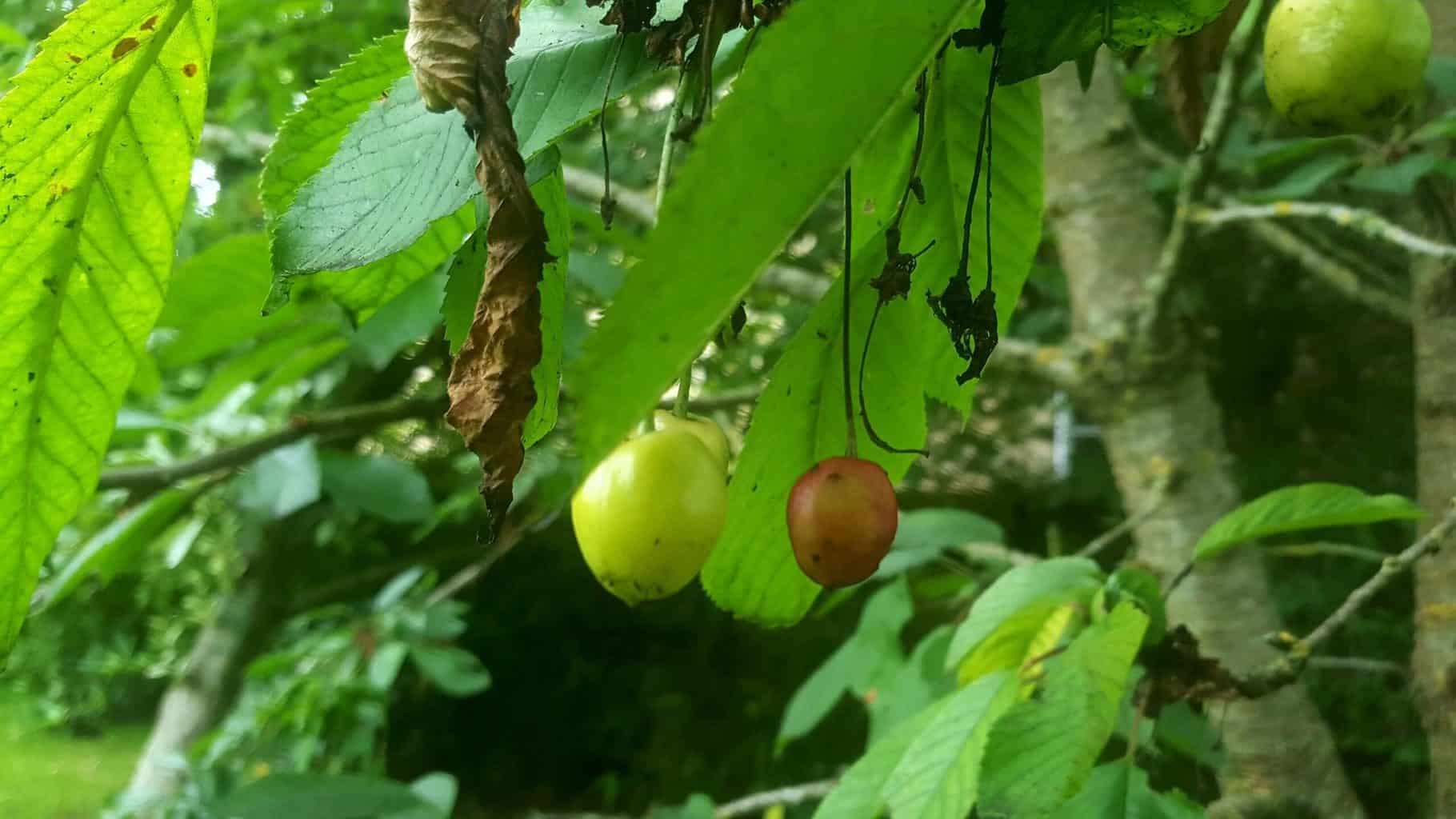 Gardening in July – July’s garden blog Gardening-in-July-cherries