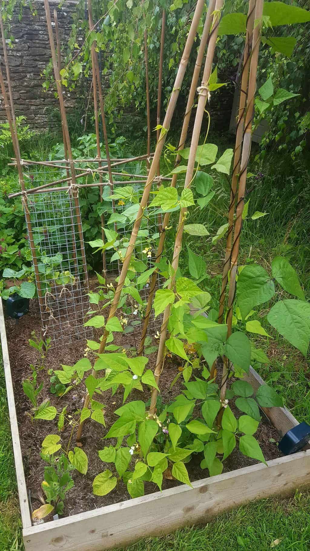 Gardening in July – July’s garden blog Gardening-in-July-climbing-beans