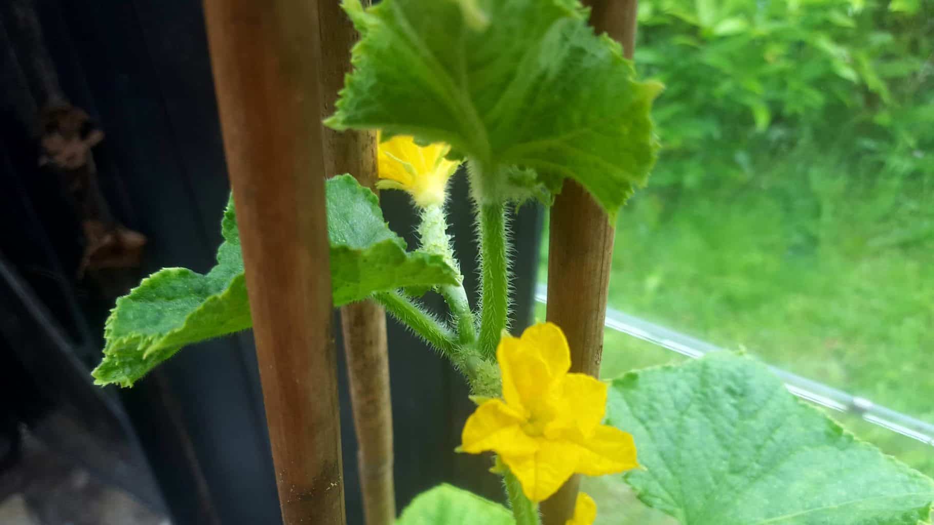 Gardening in July – July’s garden blog Gardening-in-July-cucumber-flowers
