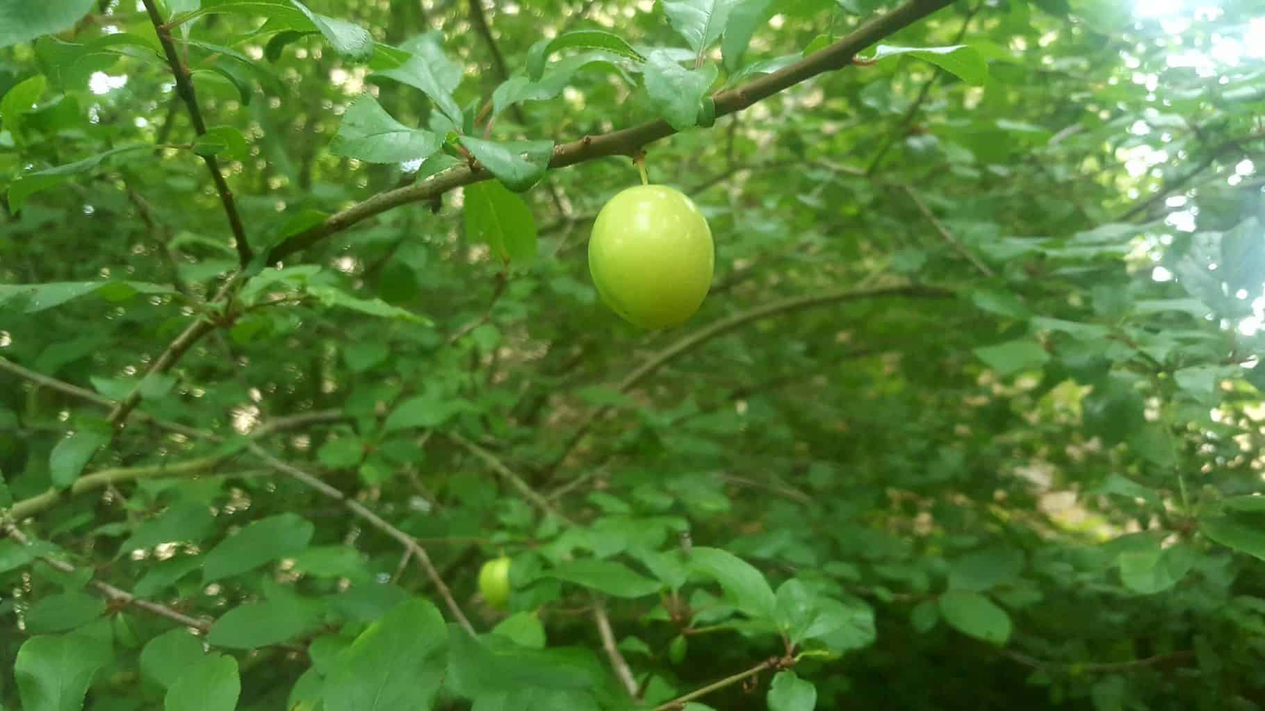 Gardening in July – July’s garden blog Gardening-in-July-damson