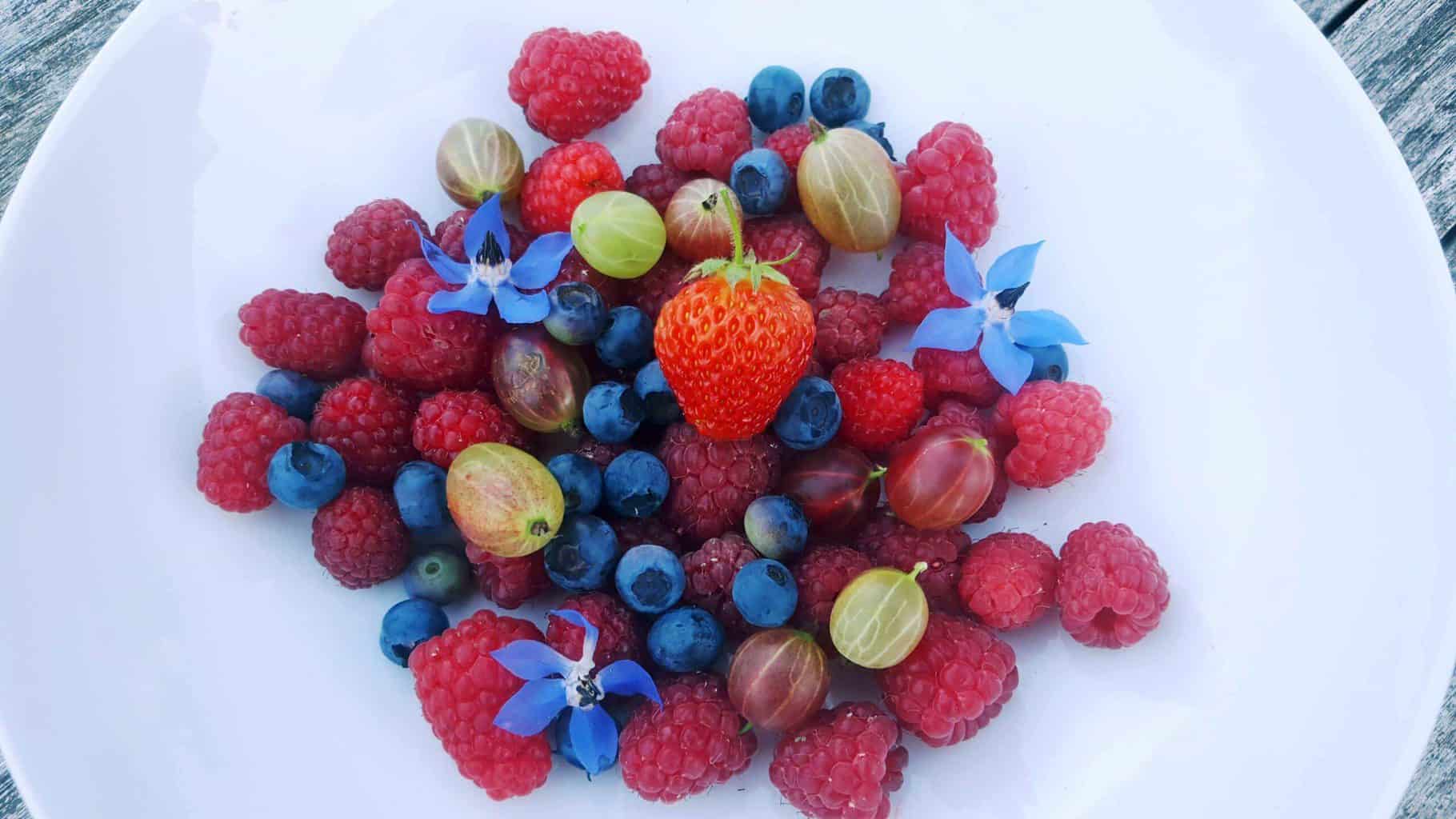 Gardening in July – July’s garden blog Gardening-in-July-fruit-harvest