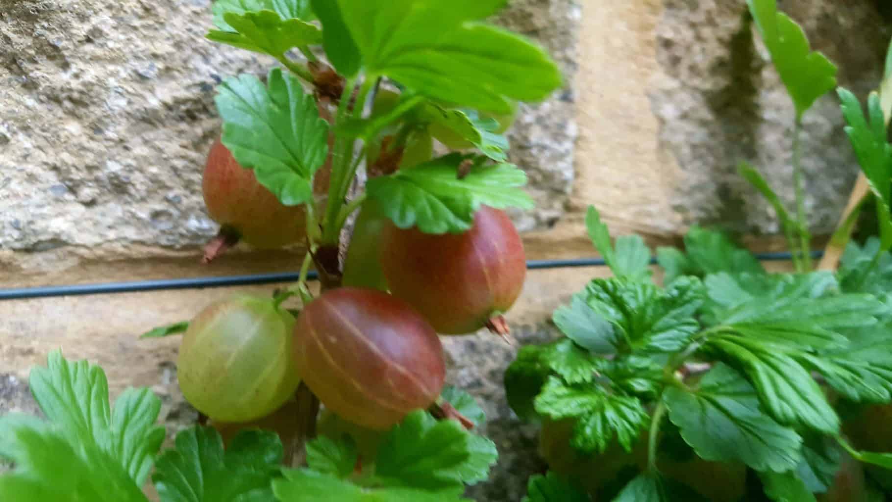 Gardening in July – July’s garden blog Gardening-in-July-gooseberries