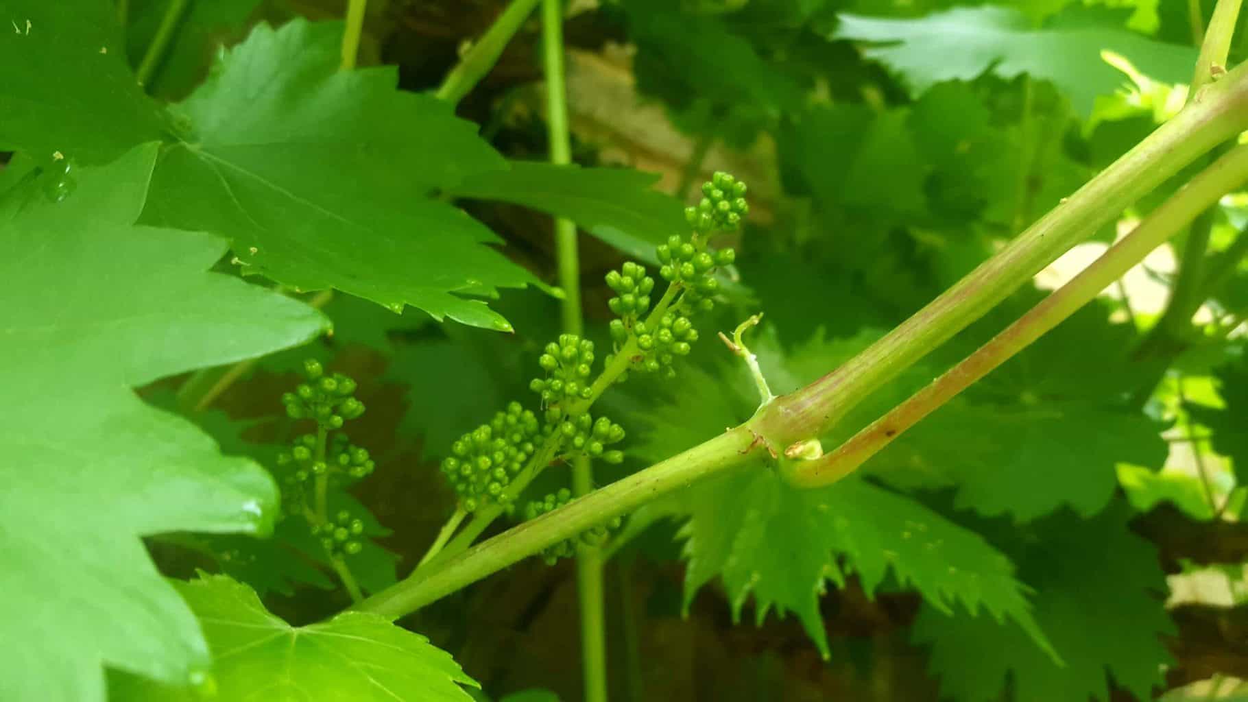 Gardening in July – July’s garden blog Gardening-in-July-grapes-growing