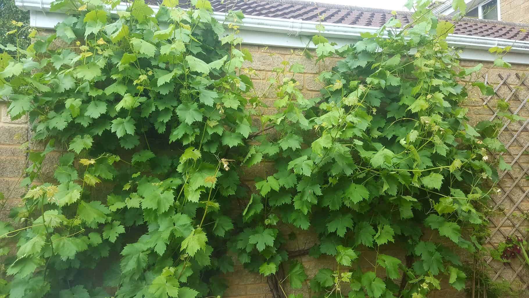 Gardening in July – July’s garden blog Gardening-in-July-grapevine-02