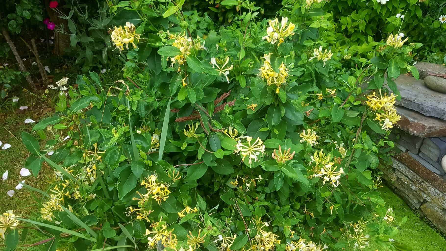 Gardening in July – July’s garden blog Gardening-in-July-honeysuckle-02