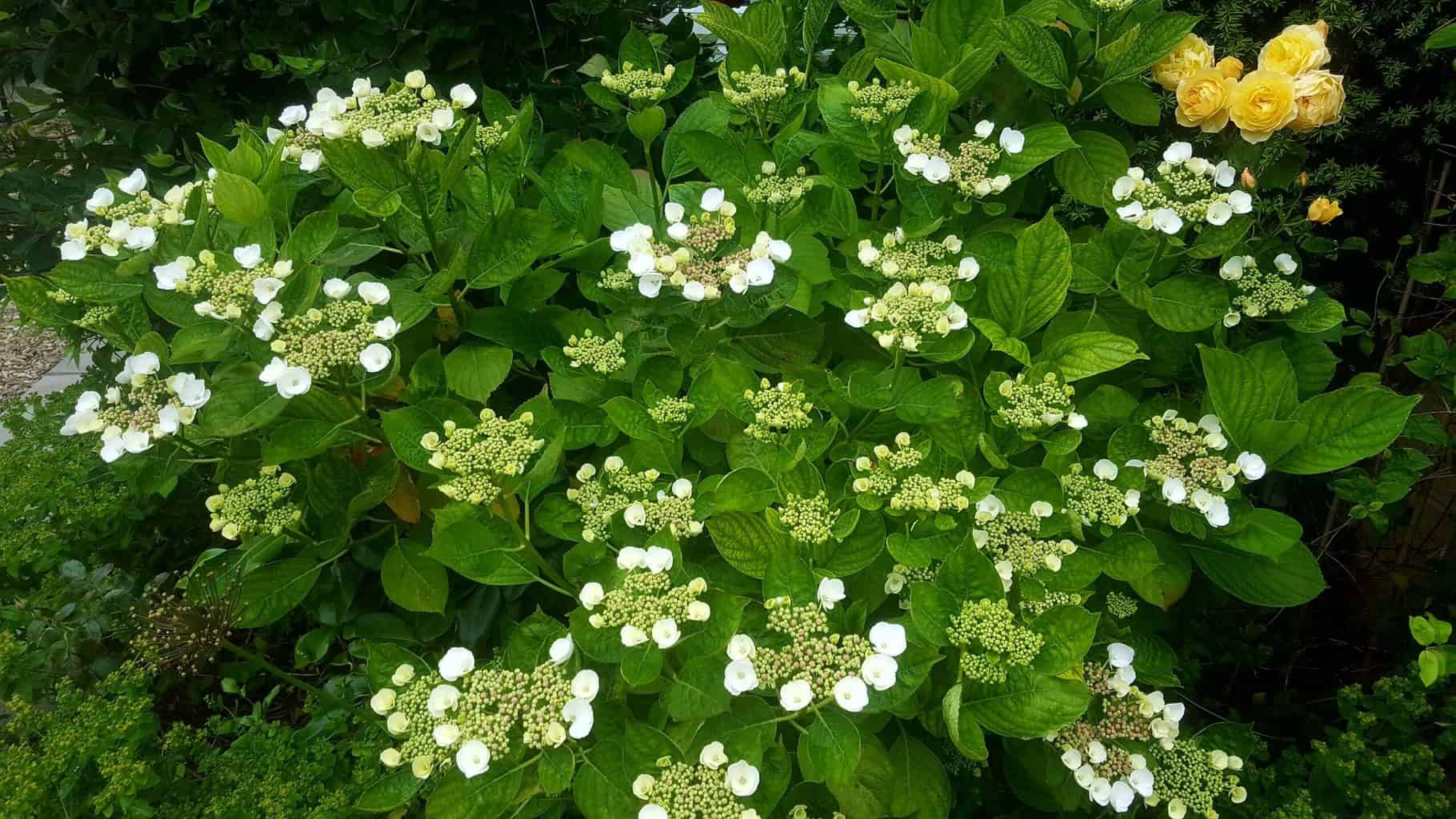 Gardening in July – July’s garden blog Gardening-in-July-hydrangea-white