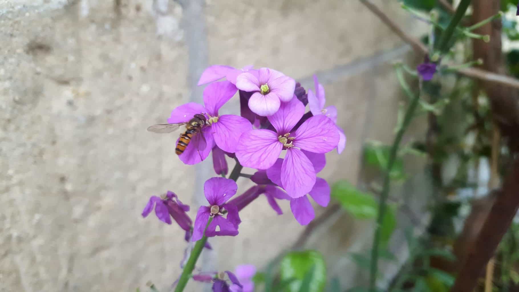 Gardening in July – July’s garden blog Gardening-in-July-insect-on-purple-wallflower