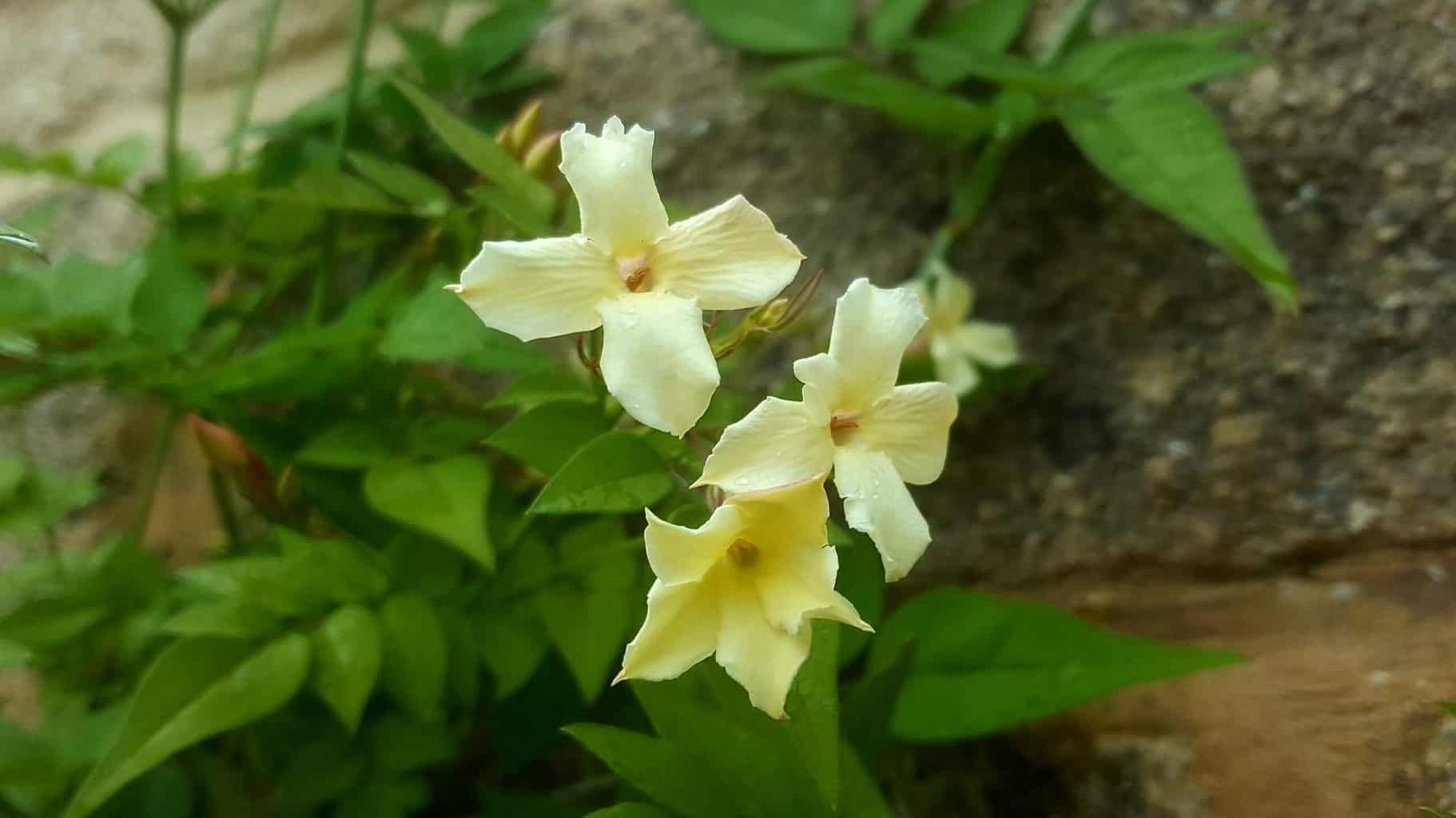 Gardening in July – July’s garden blog Gardening-in-July-jasmine