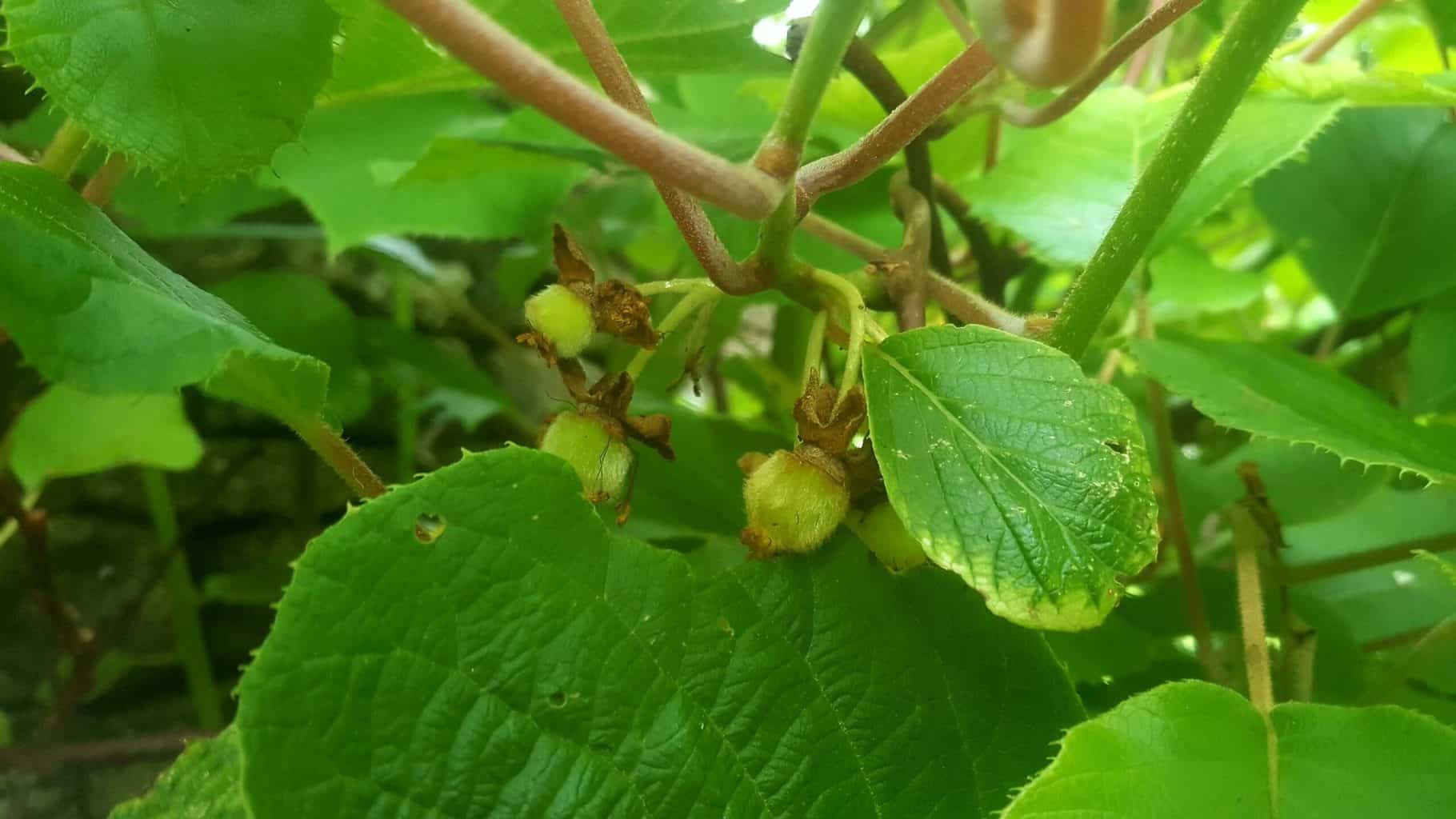 Gardening in July – July’s garden blog Gardening-in-July-kiwis
