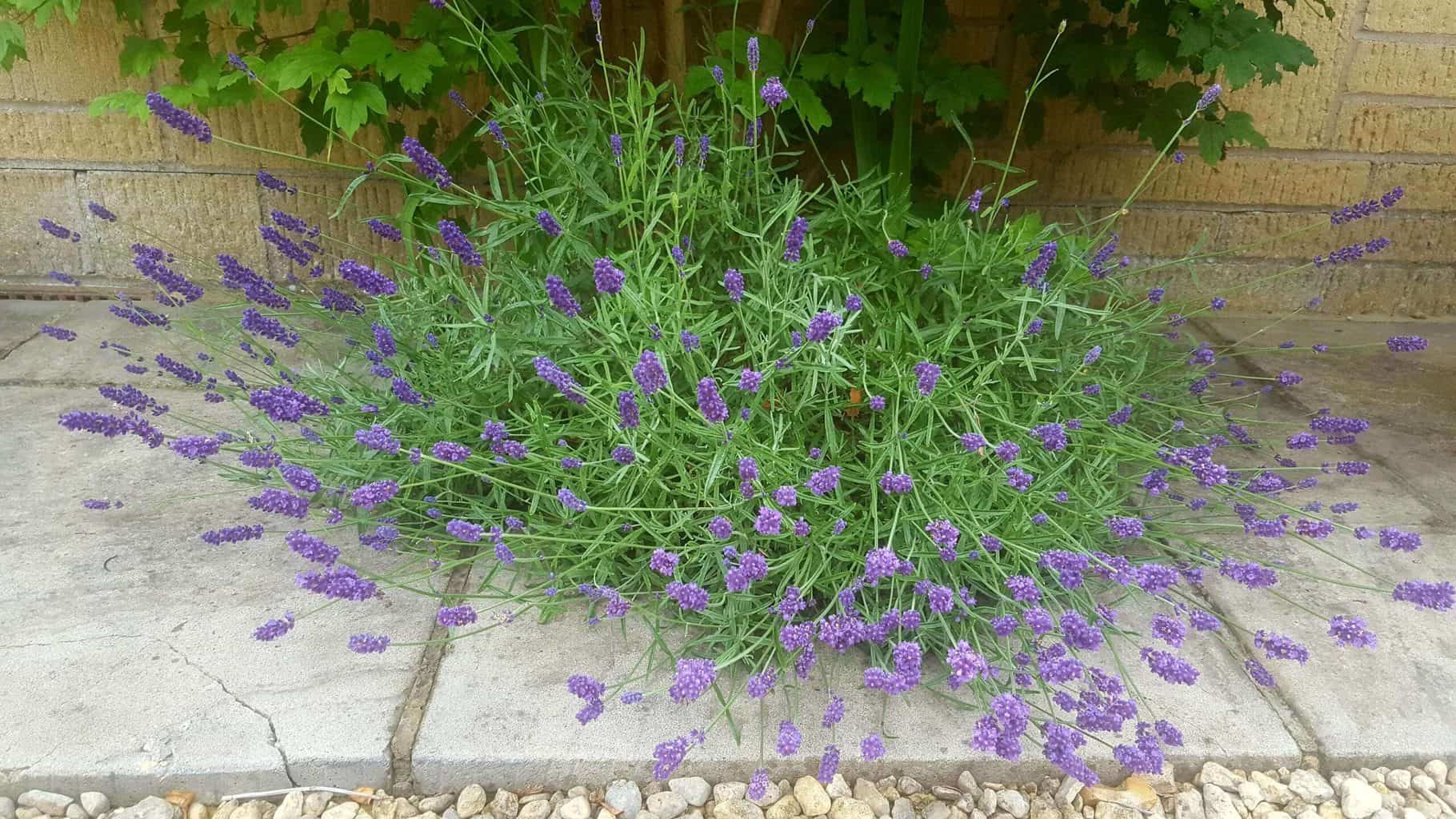 Gardening in July – July’s garden blog Gardening-in-July-lavender-02